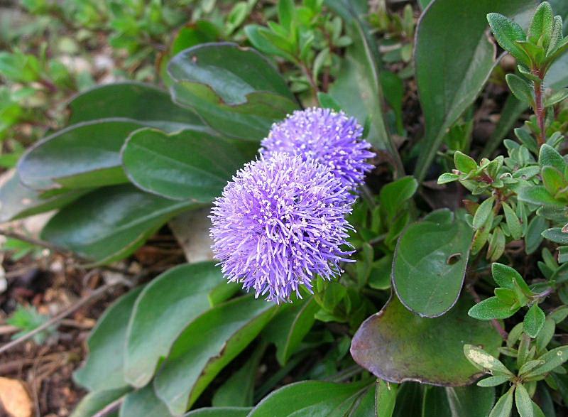 Fiori di primavera